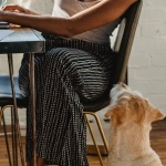 Детективное расследование слота The Dog House с игровыми символами